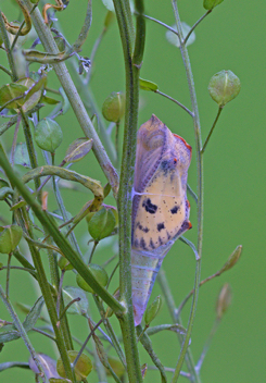 Checkered White chrysalis